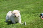 Chow Chow (reu) 18067