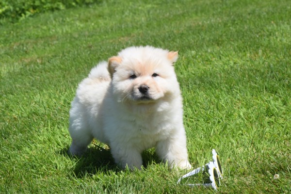 Chow Chow (reu) 18067
