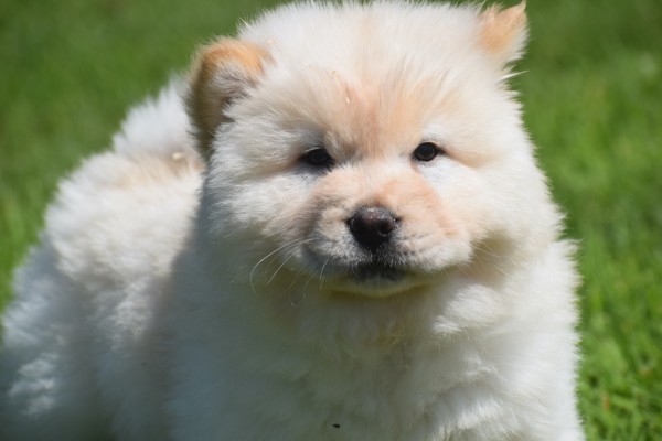 Chow Chow (reu) 18067