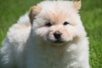 Chow Chow (reu) 18067