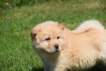 Chow Chow (teef) 18155