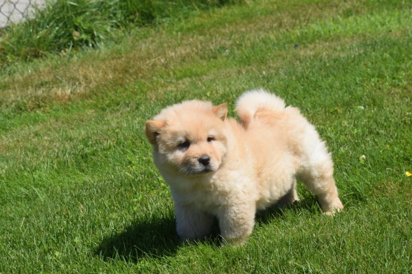 Chow Chow (teef) 18155