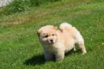 Chow Chow (teef) 18155