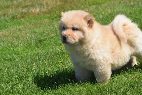 Chow Chow (teef) 18155