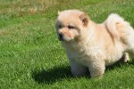 Chow Chow (teef) 18155