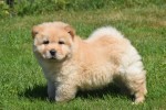 Chow Chow (teef) 18155