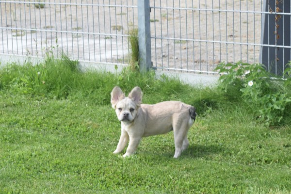 Bouldogue Francais (teef) 71827