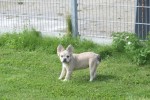 Bouldogue Francais (teef) 71827