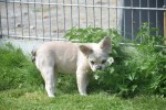 Bouldogue Francais (teef) 71827