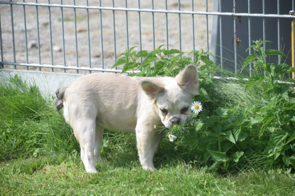 Bouldogue Francais (teef) 71827