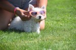West Highland White Terrier (teef) 79220