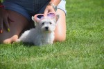 West Highland White Terrier (teef) 79220