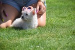 West Highland White Terrier (teef) 79220