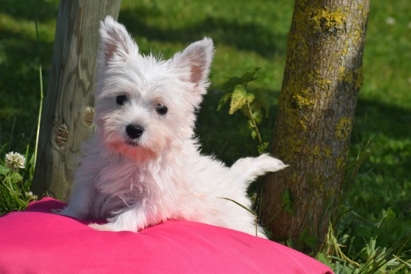 West Highland White Terrier (teef) 79220