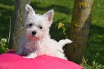 West Highland White Terrier (teef) 79220