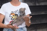 Whippet (teef) 22582