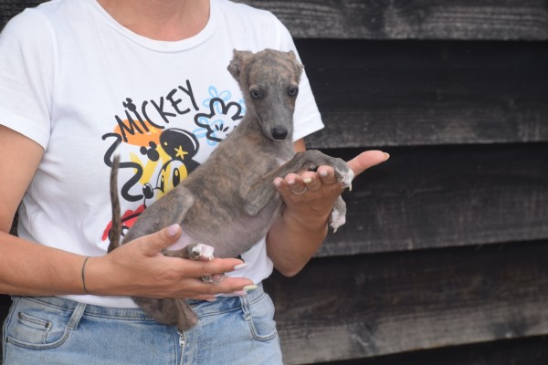 Whippet (teef) 22582