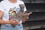 Whippet (teef) 22582