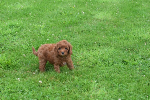 Cavapoo (teef) 74606