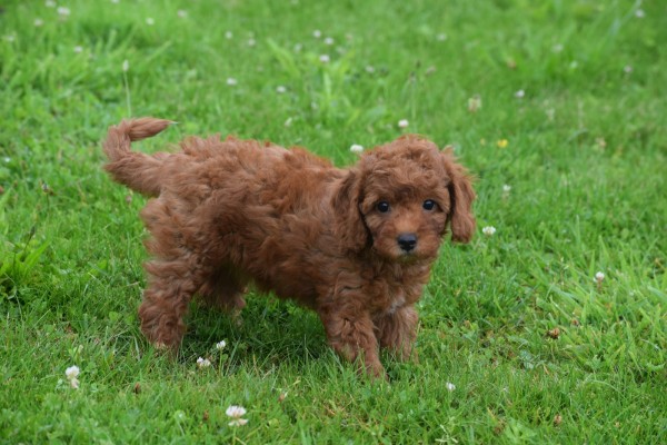 Cavapoo (teef) 74606