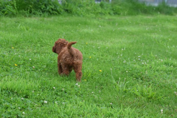 Cavapoo (teef) 74606