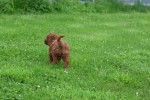 Cavapoo (teef) 74606