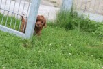 Cavapoo (teef) 74606