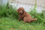 Cavapoo (teef) 74606