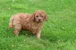 Cavapoo (reu) 74617