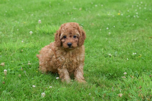 Cavapoo (reu) 74617