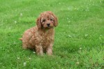 Cavapoo (reu) 74617