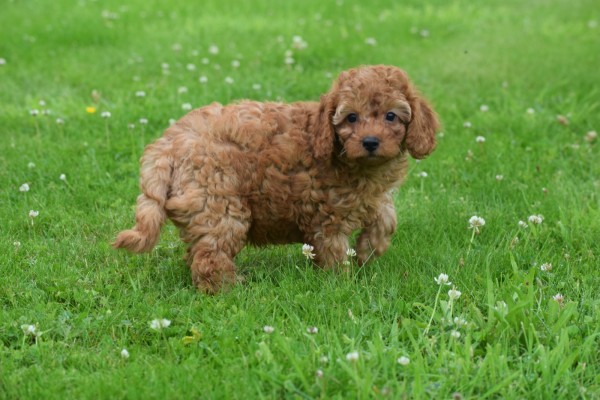 Cavapoo (reu) 74617