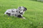 Australische herder x Husky (teef) 67546