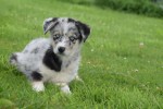 Australische herder x Husky (teef) 67546