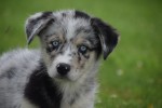 Australische herder x Husky (teef) 67546