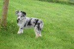 Australische herder x Husky (teef) 67546
