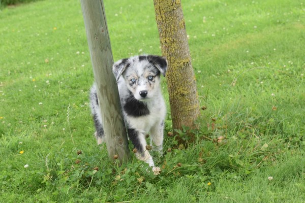 Australische herder x Husky (teef) 67546