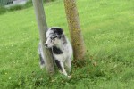 Australische herder x Husky (teef) 67546