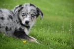 Australische herder x Husky (teef) 67546