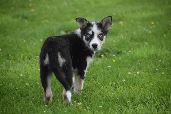 Australische herder x Husky (teef) 44240