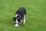 Australische herder x Husky (teef) 44240