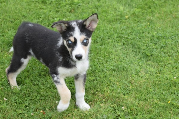 Australische herder x Husky (teef) 44240