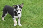 Australische herder x Husky (teef) 44240