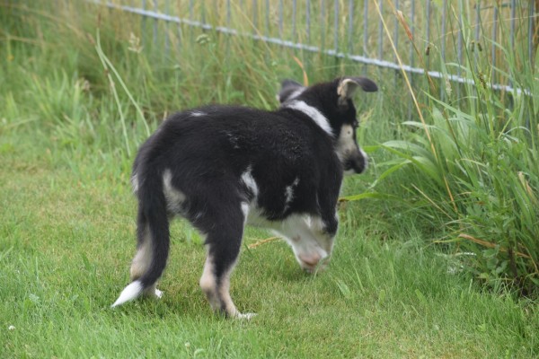 Australische herder x Husky (teef) 44240