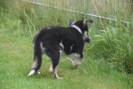 Australische herder x Husky (teef) 44240