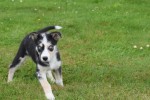 Australische herder x Husky (teef) 44240