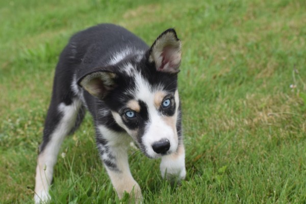 Australische herder x Husky (teef) 44240