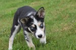 Australische herder x Husky (teef) 44240
