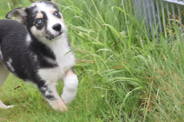 Australische herder x Husky (teef) 44240