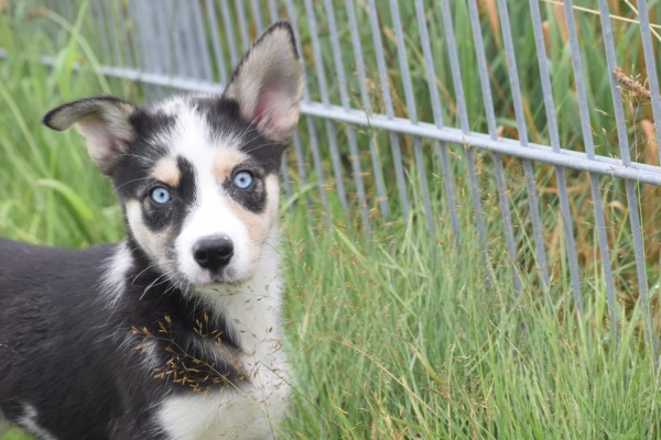 Australische herder x Husky (teef) 44240